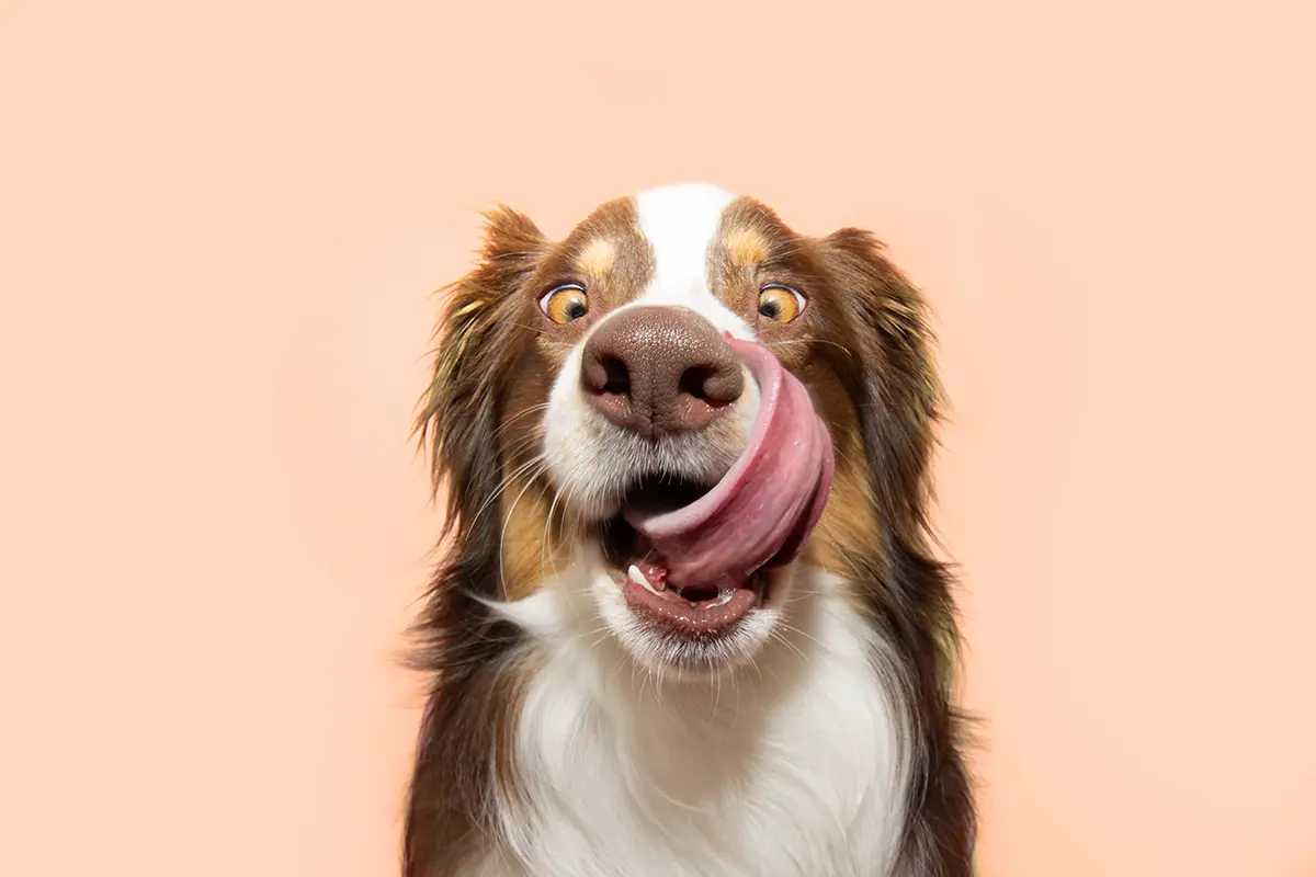 Hund in der Küche