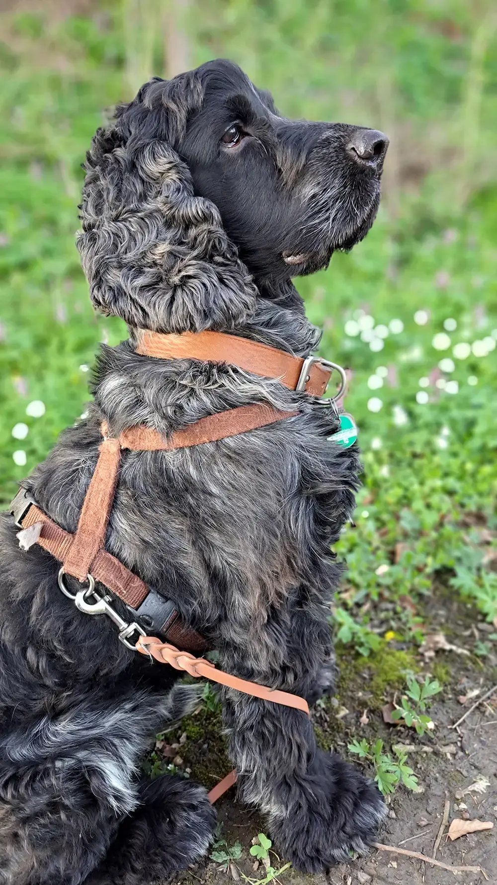 Hund