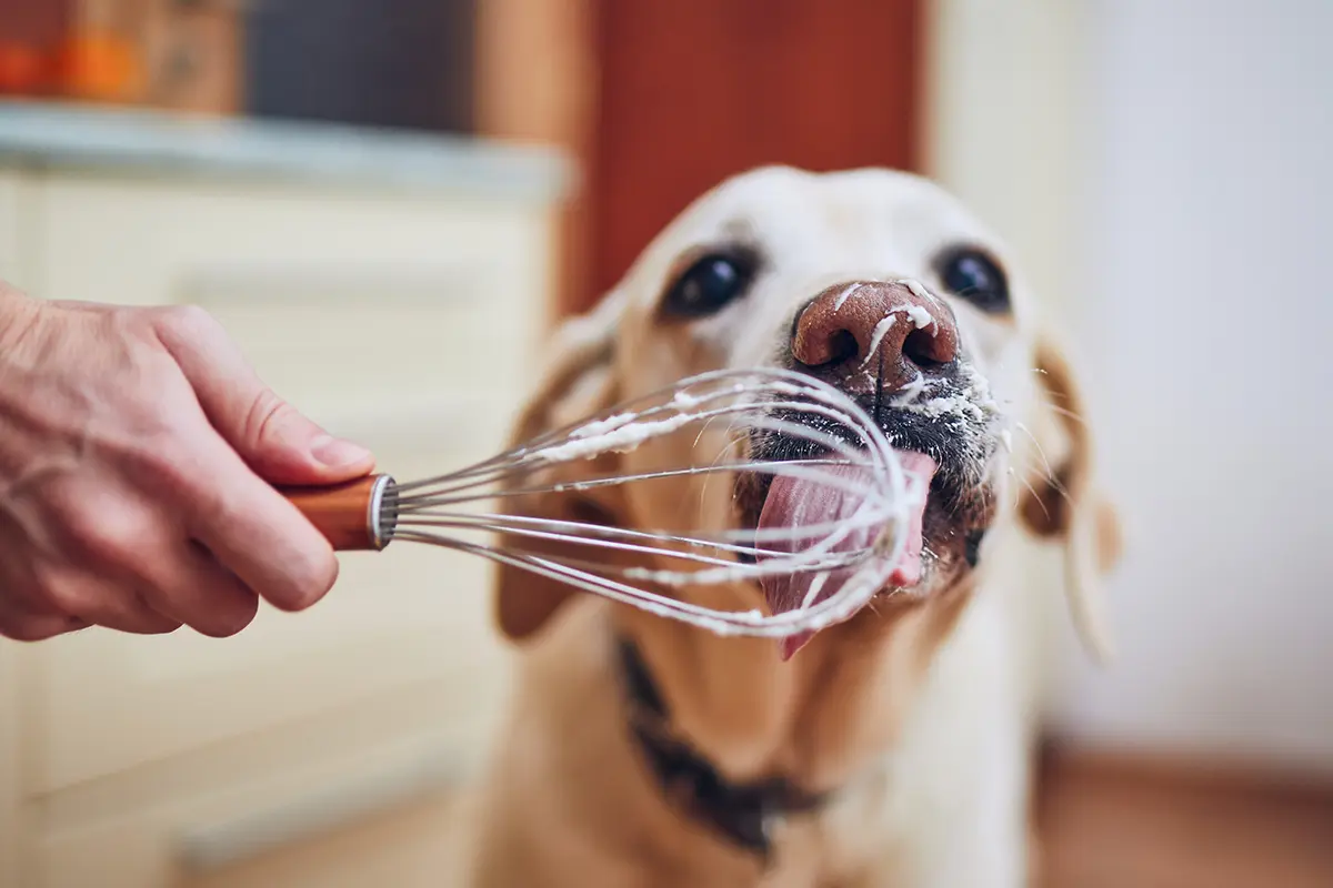 Hundefutter kochen