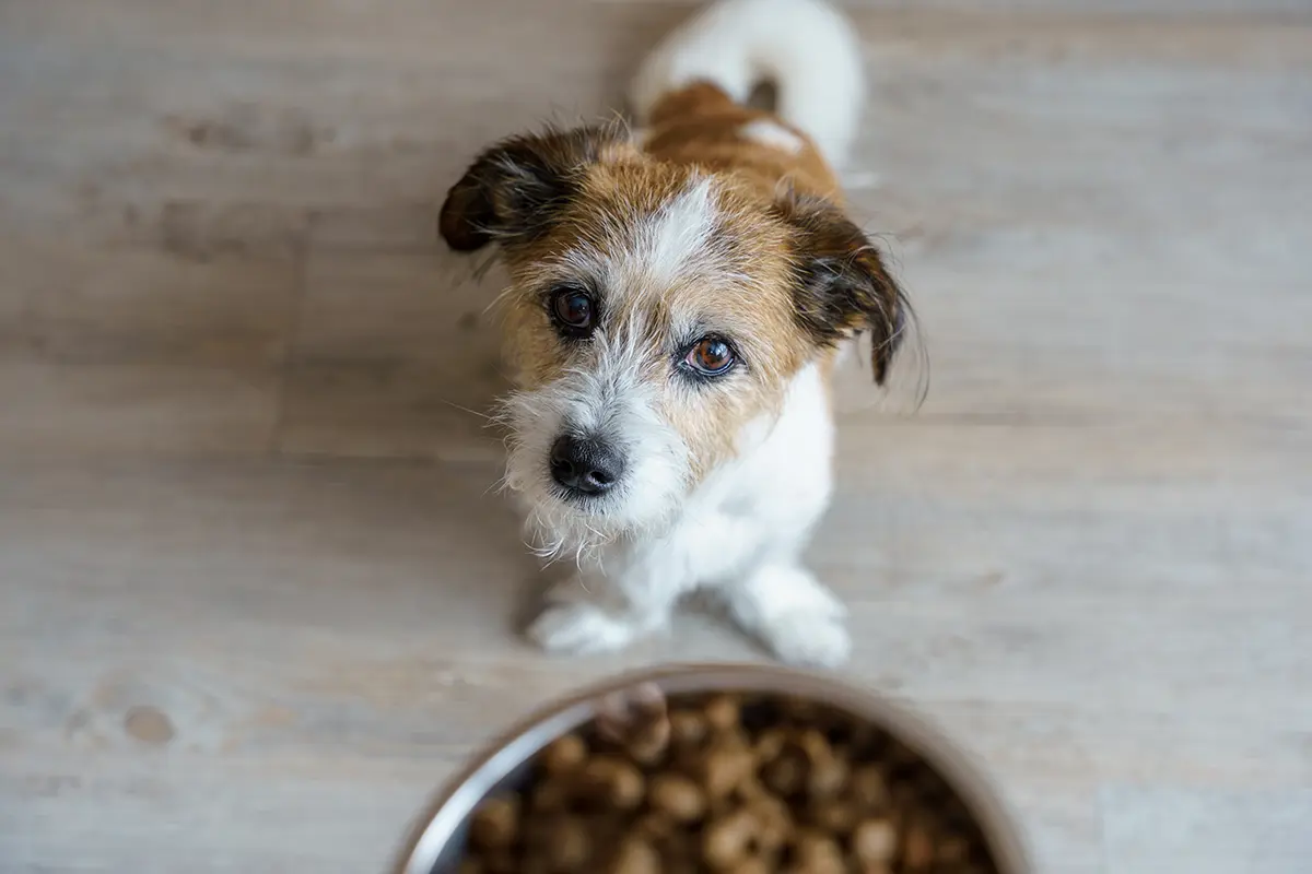 Hund Trockenfutter