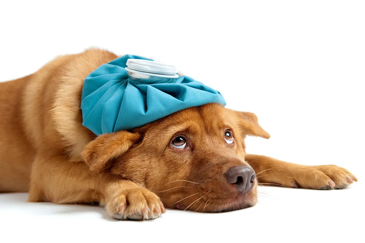 Hund in der Küche