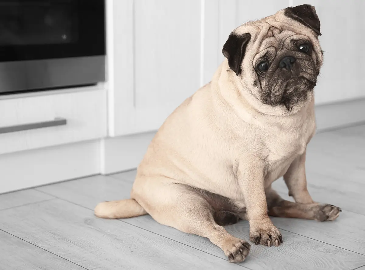 Hund in der Küche