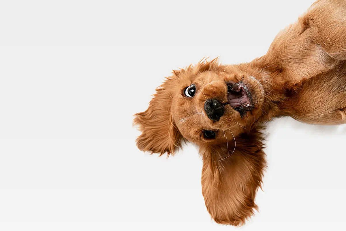Hund liegt