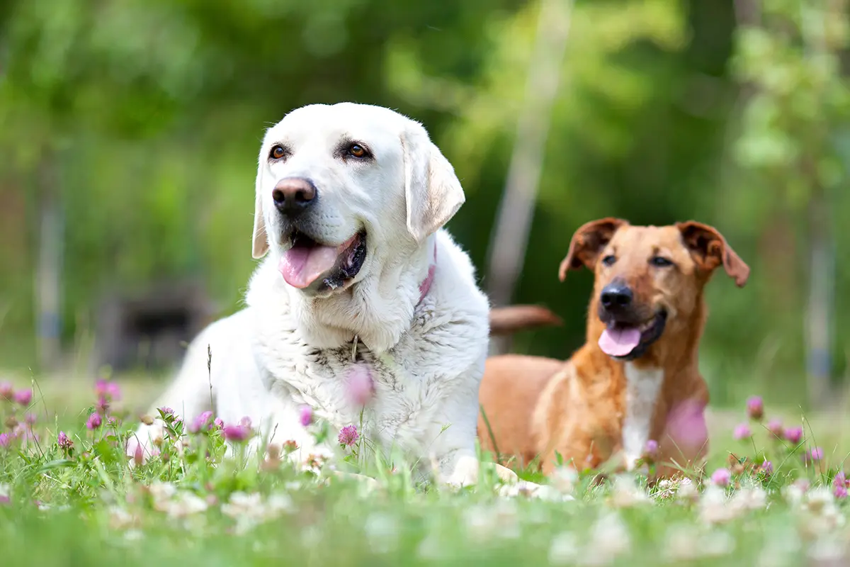 hunde in der wiese