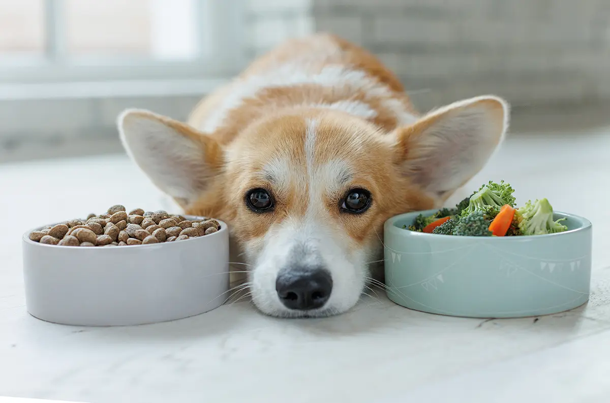 Hundefutter kochen