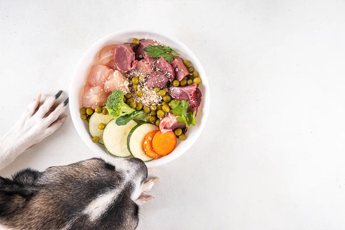 Hundefutter